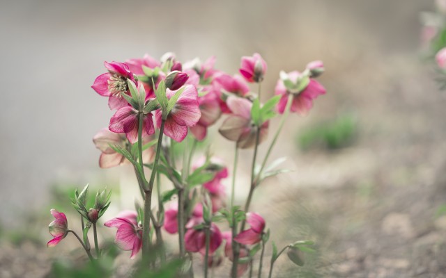 Flowers. Desktop wallpaper