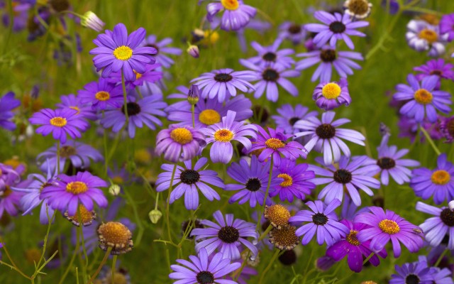 Flowers. Desktop wallpaper