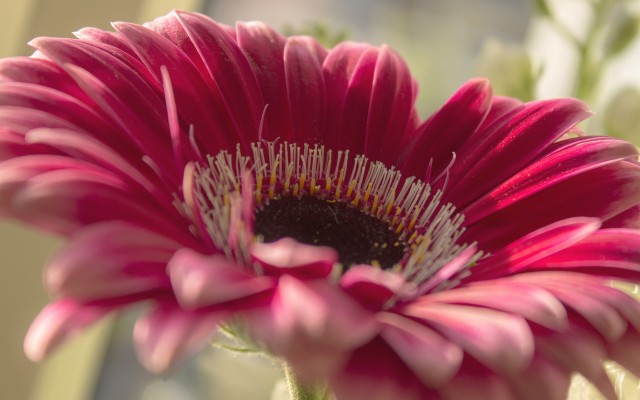Flowers. Desktop wallpaper