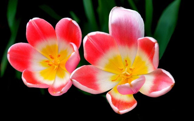 Flowers. Desktop wallpaper