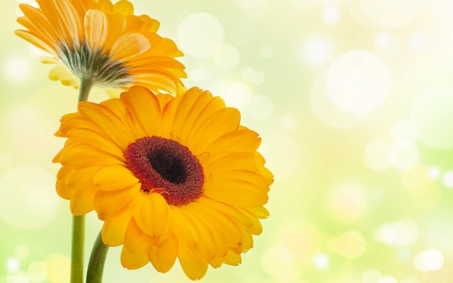 Flowers. Desktop wallpaper