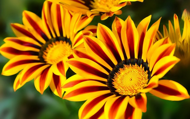Flowers. Desktop wallpaper
