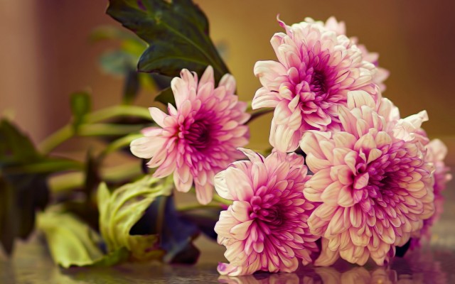 Flowers. Desktop wallpaper