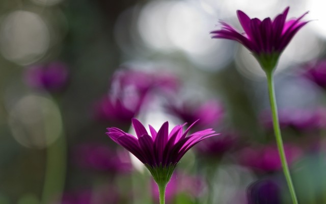 Flowers. Desktop wallpaper