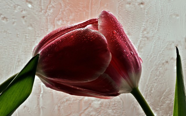 Flowers. Desktop wallpaper