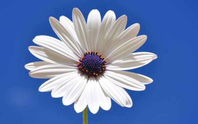 Flowers. Desktop wallpaper