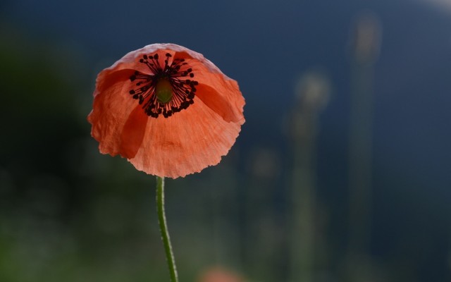 Flowers. Desktop wallpaper
