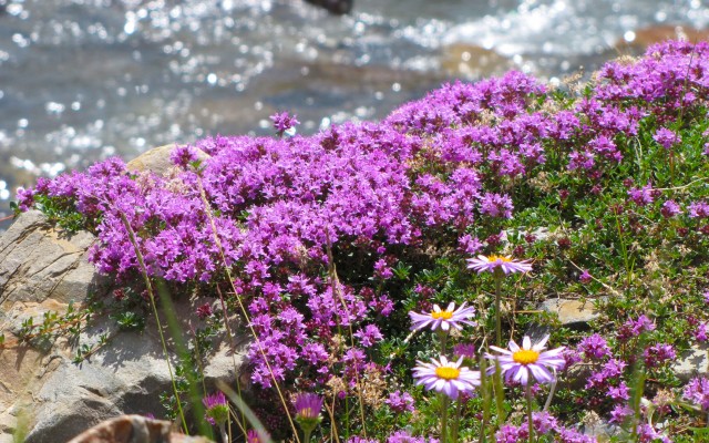 Flowers. Desktop wallpaper