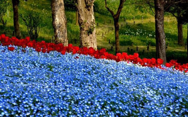 Flowers. Desktop wallpaper