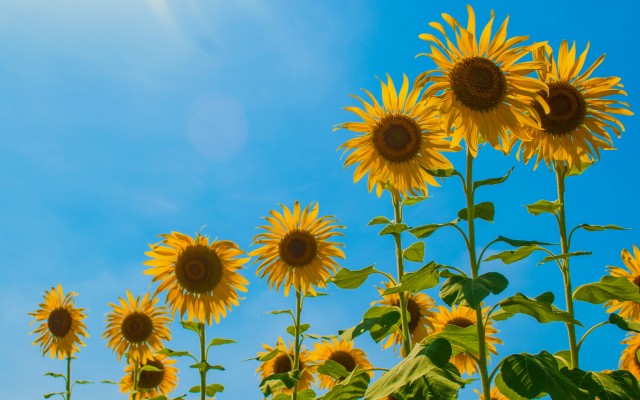 Flowers. Desktop wallpaper