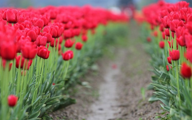Flowers. Desktop wallpaper