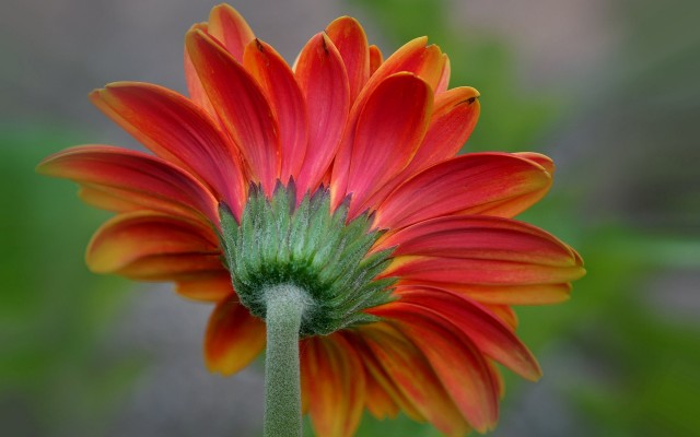 Flowers. Desktop wallpaper