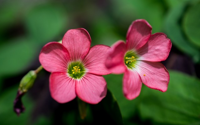 Flowers. Desktop wallpaper