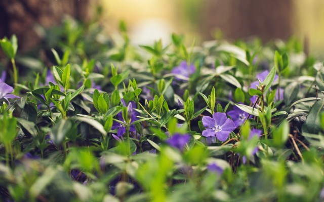 Flowers. Desktop wallpaper