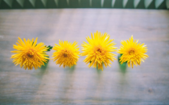 Flowers. Desktop wallpaper