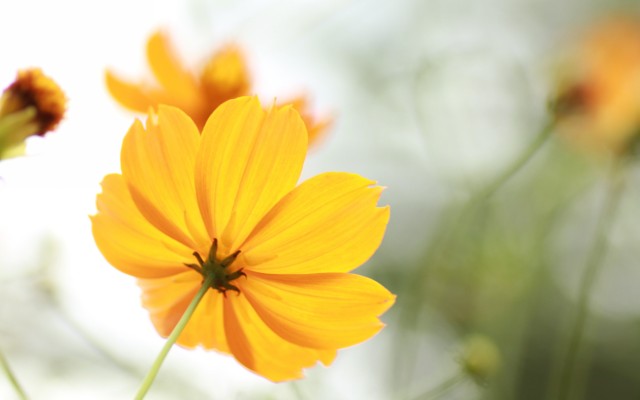Flowers. Desktop wallpaper