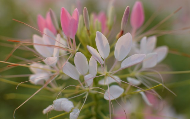 Flowers. Desktop wallpaper
