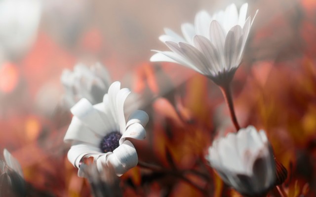 Flowers. Desktop wallpaper
