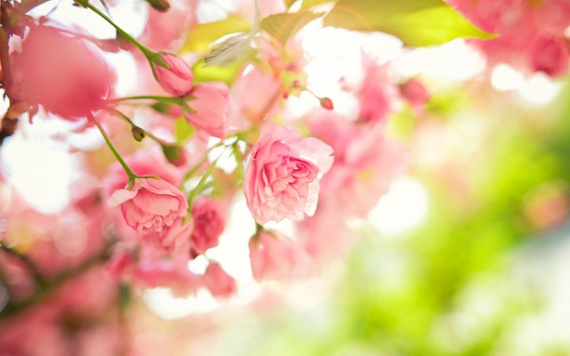 Flowers. Desktop wallpaper