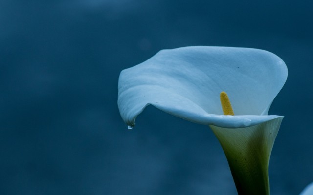 Flowers. Desktop wallpaper