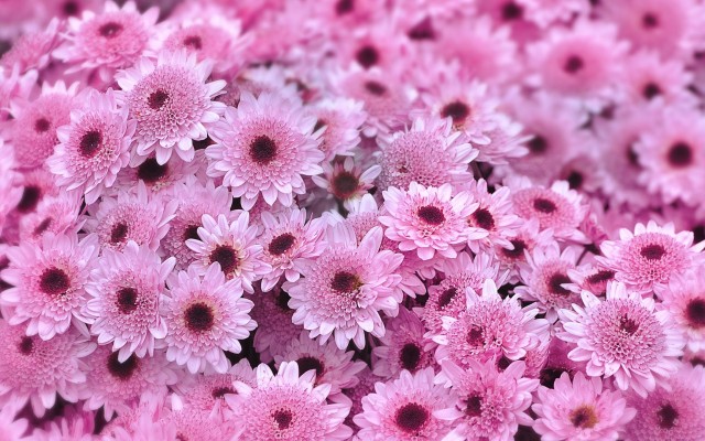 Flowers. Desktop wallpaper
