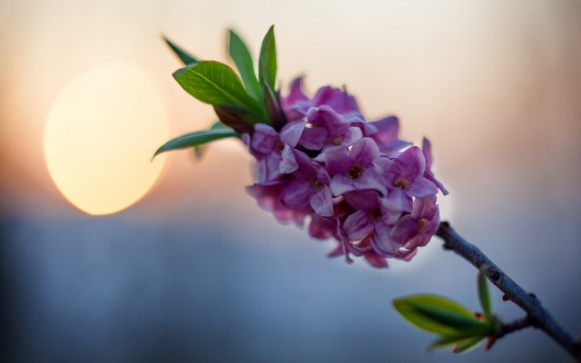 Flowers. Desktop wallpaper