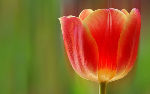 Flowers. Desktop wallpaper