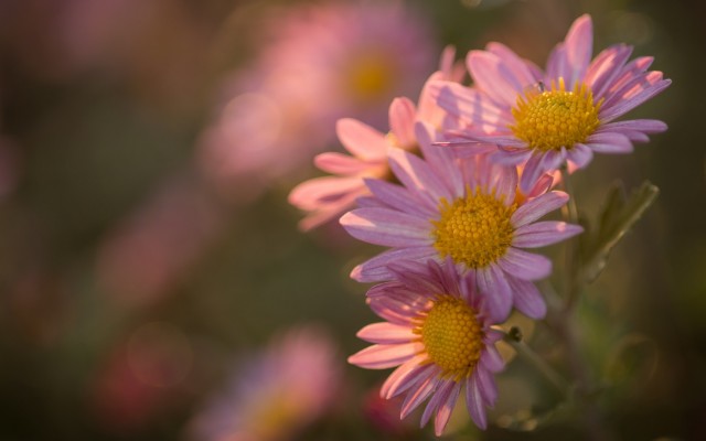 Flowers. Desktop wallpaper