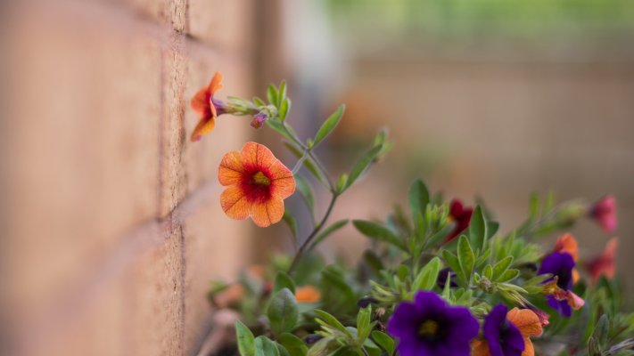 Flowers. Desktop wallpaper