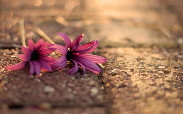 Flowers. Desktop wallpaper