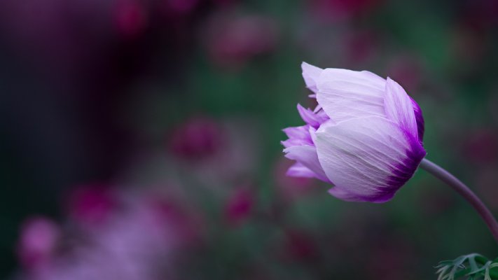 Flowers. Desktop wallpaper