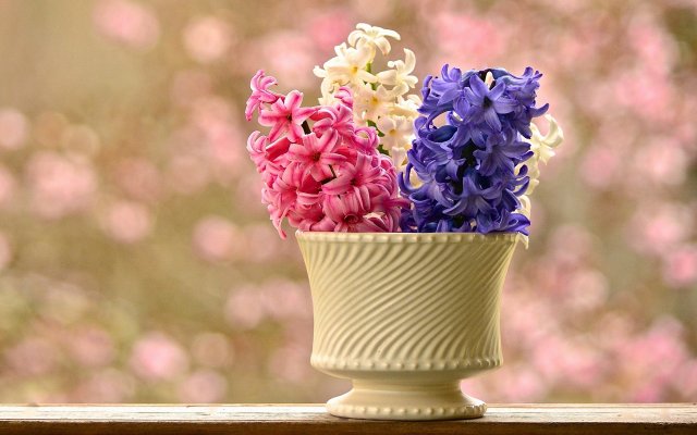 Flowers. Desktop wallpaper