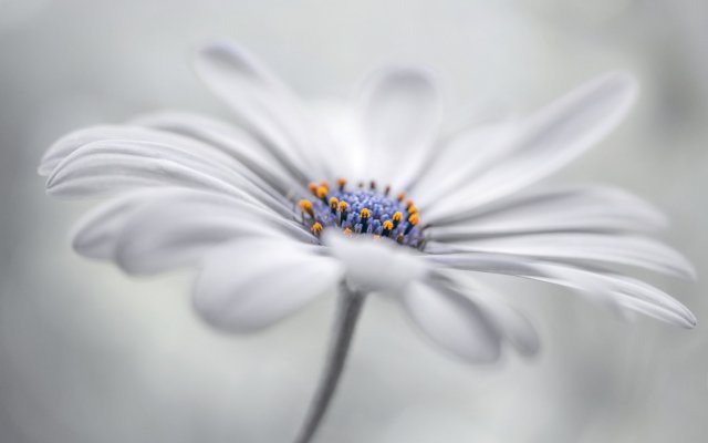 Flowers. Desktop wallpaper