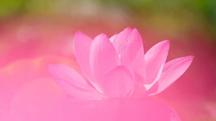 Flowers. Desktop wallpaper