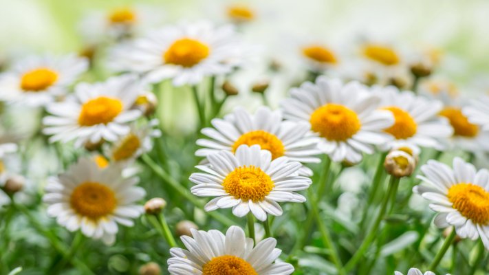 Flowers. Desktop wallpaper