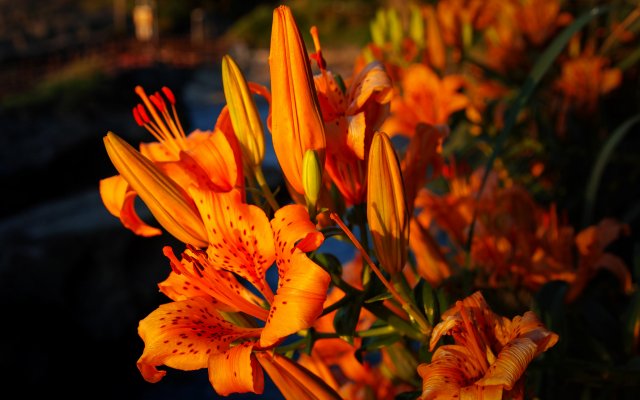 Flowers. Desktop wallpaper