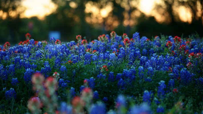 Flowers. Desktop wallpaper