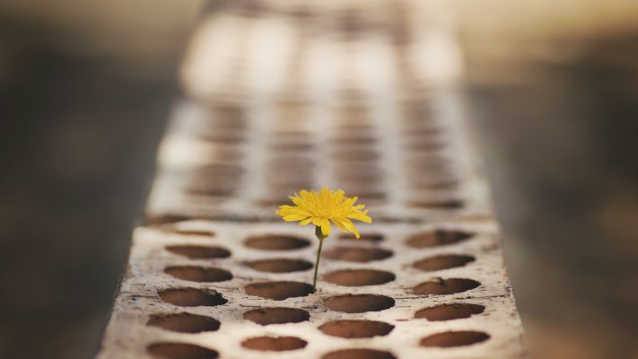 Flowers. Desktop wallpaper