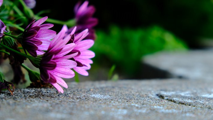 Flowers. Desktop wallpaper