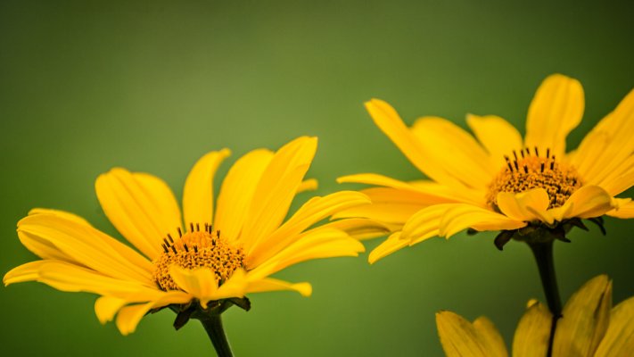 Flowers. Desktop wallpaper
