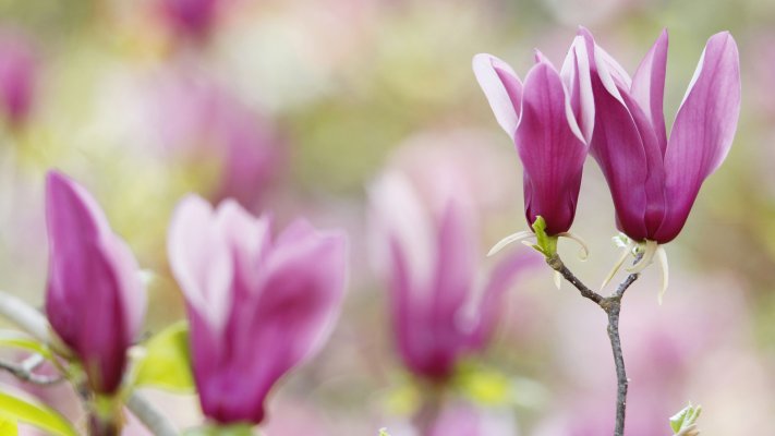 Flowers. Desktop wallpaper