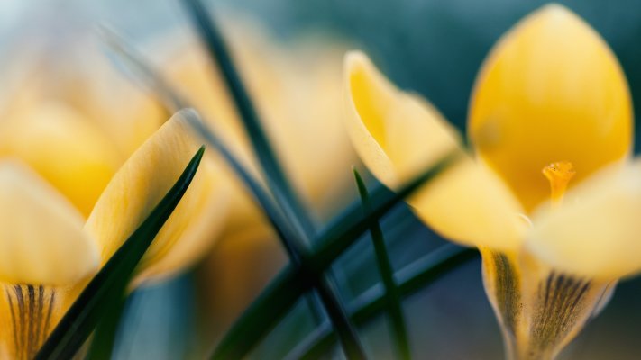 Flowers. Desktop wallpaper