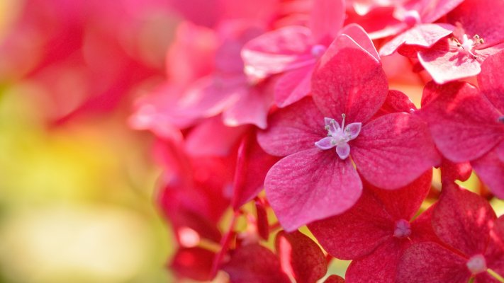 Flowers. Desktop wallpaper