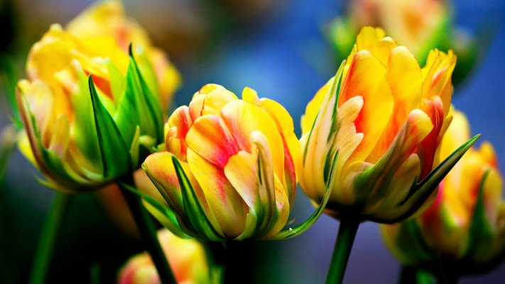 Flowers. Desktop wallpaper