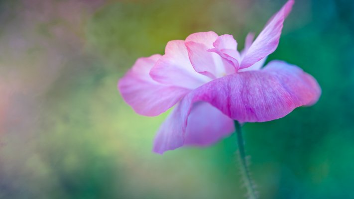 Flowers. Desktop wallpaper