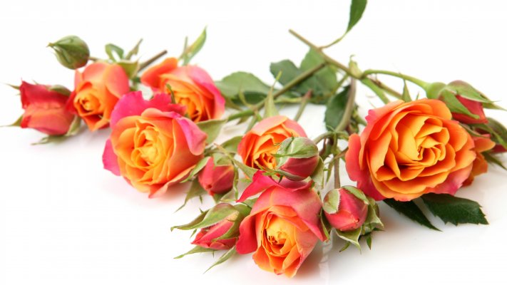 Flowers. Desktop wallpaper