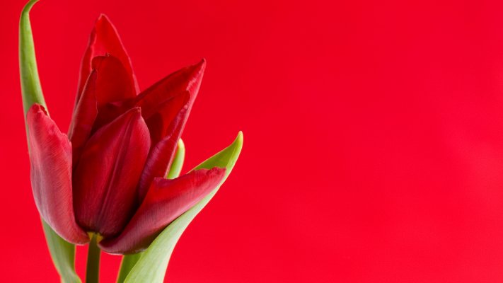 Flowers. Desktop wallpaper