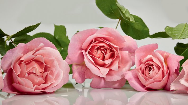Flowers. Desktop wallpaper