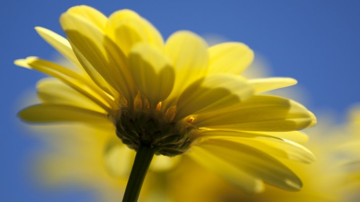 Flowers. Desktop wallpaper