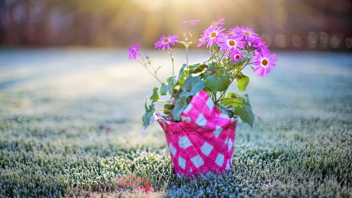 Flowers. Desktop wallpaper